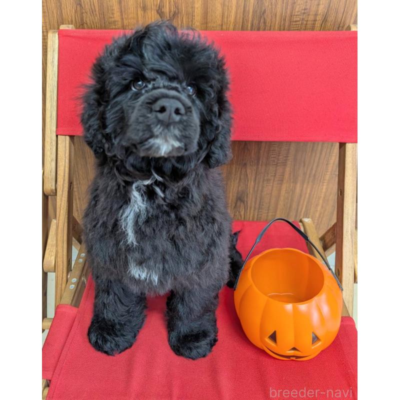 販売中の東京都のポーチュギーズウォータードッグ-418577の3枚目