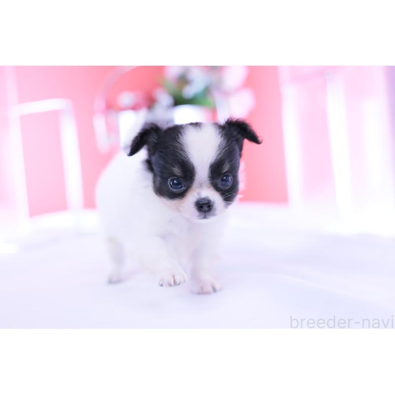 成約済の愛知県のチワワ(ロングコート)-418923の2枚目