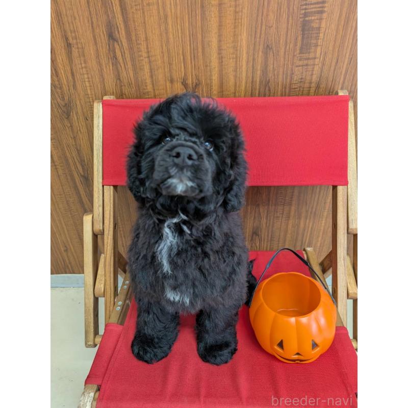 販売中の東京都のポーチュギーズウォータードッグ-418577の2枚目