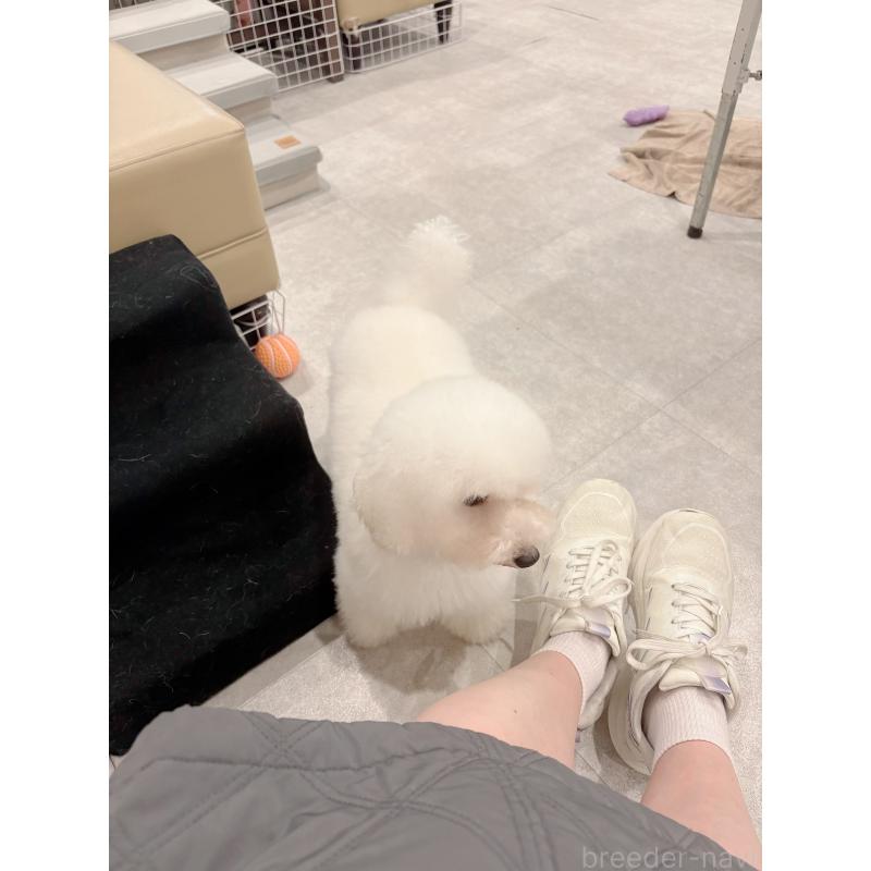 販売中の東京都のタイニープードル-397995の5枚目