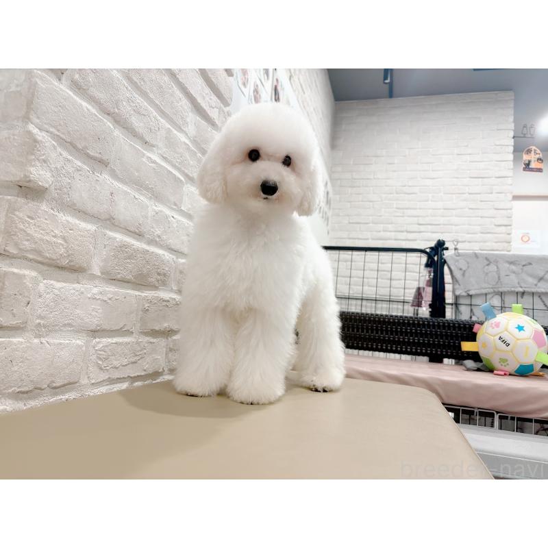 販売中の東京都のタイニープードル-397995の4枚目