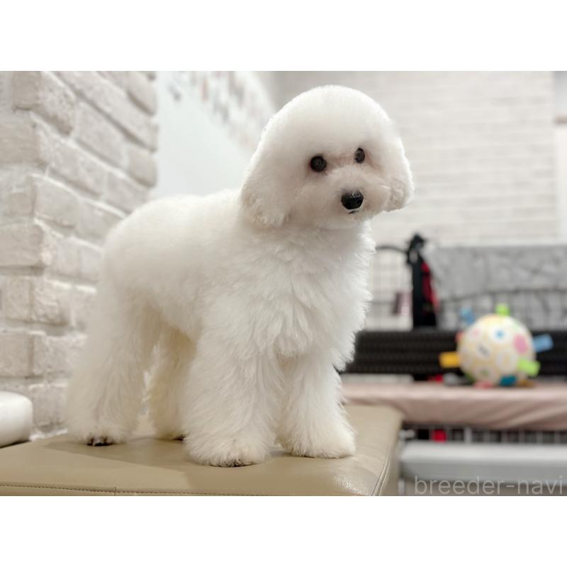 販売中の東京都のタイニープードル-397995の3枚目