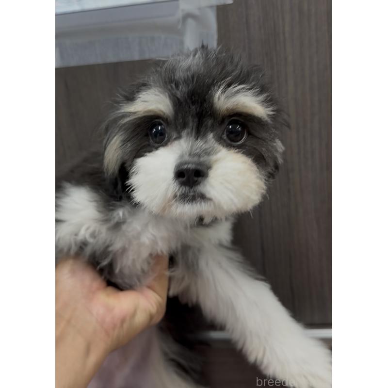 成約済の福岡県のチワマル:チワワ×マルチーズ-397289の4枚目