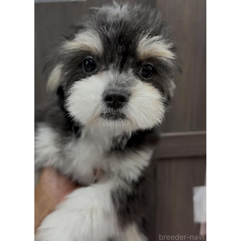 成約済の福岡県のチワマル:チワワ×マルチーズ-397289の3枚目