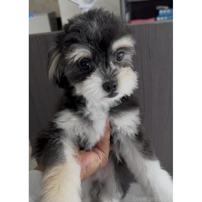 成約済の福岡県のチワマル:チワワ×マルチーズ-397289の2枚目