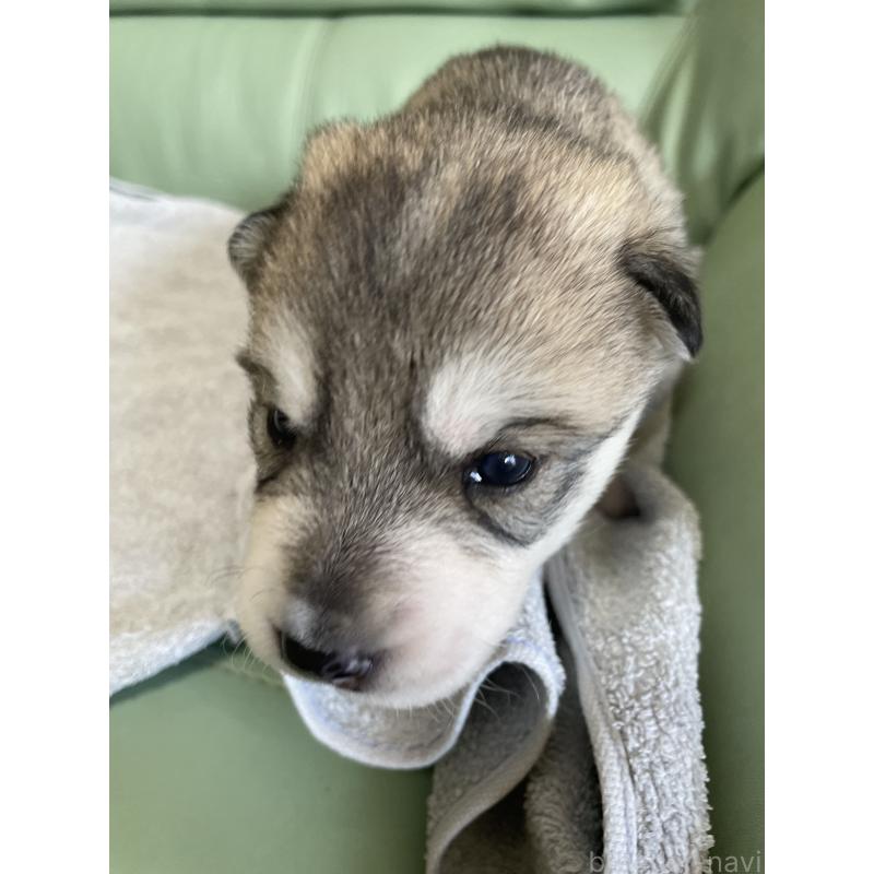 販売中の北海道のミックス犬-421220の3枚目
