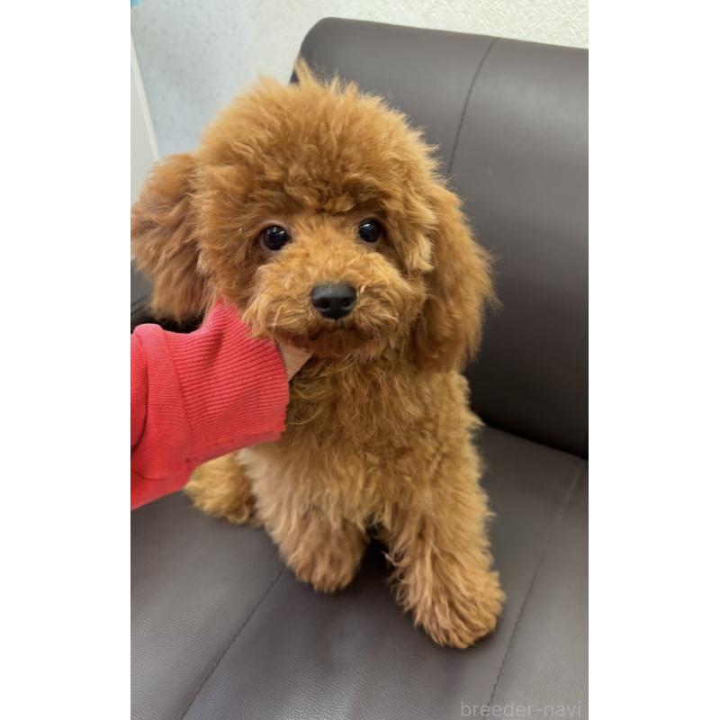 商談中の神奈川県のトイプードル-397029の4枚目