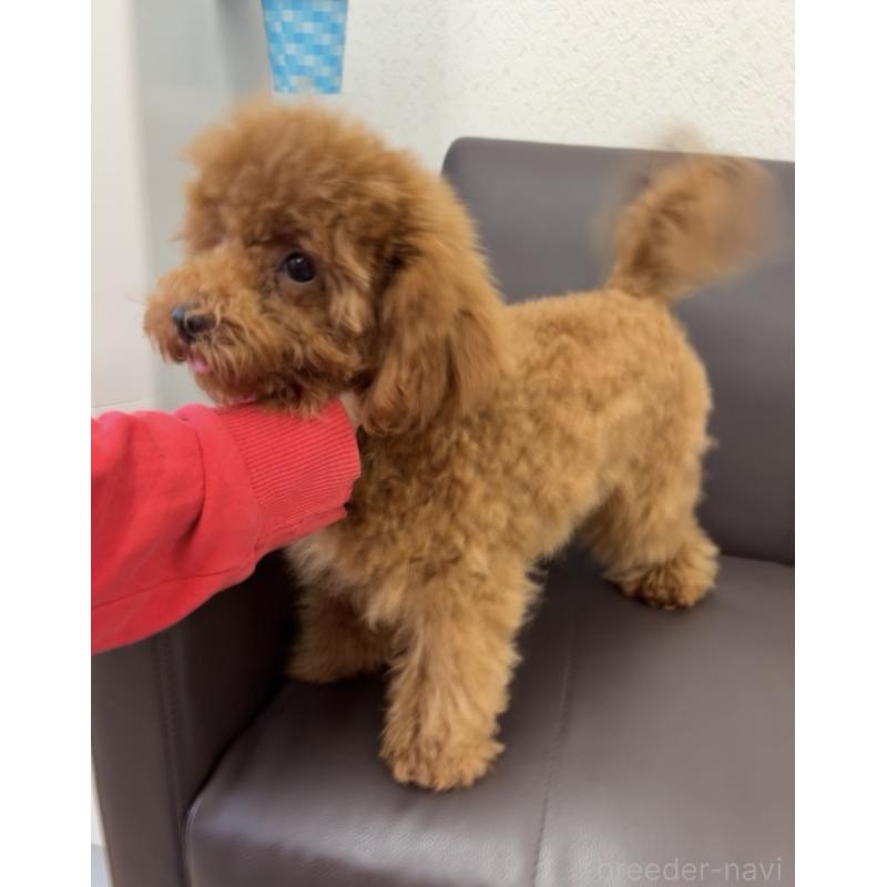 商談中の神奈川県のトイプードル-397029の3枚目