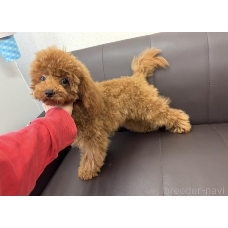 商談中の神奈川県のトイプードル-397029の2枚目