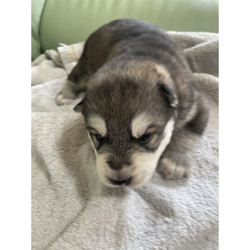 販売中の北海道のミックス犬-421214の6枚目