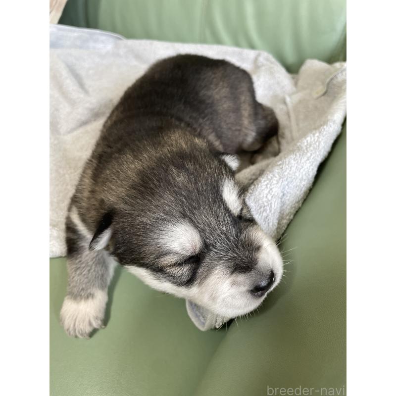 販売中の北海道のミックス犬-421214の5枚目
