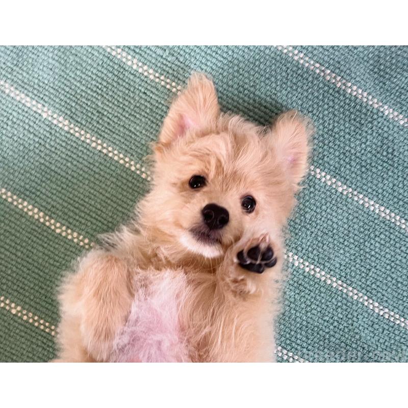 販売中の福岡県のポメプー:ポメラニアン×トイプードル-406552の13枚目