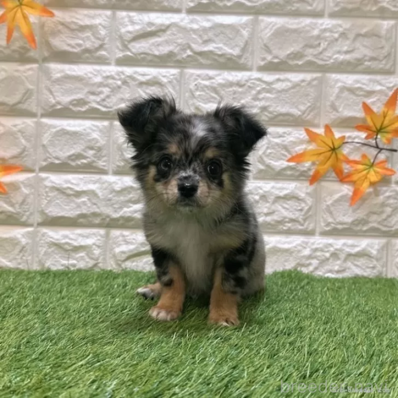 販売中の愛知県のチワワ(ロングコート)-410249