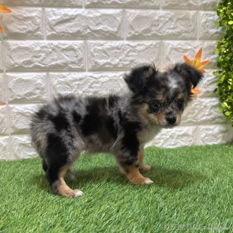 成約済の愛知県のチワワ(ロングコート)-410249の5枚目