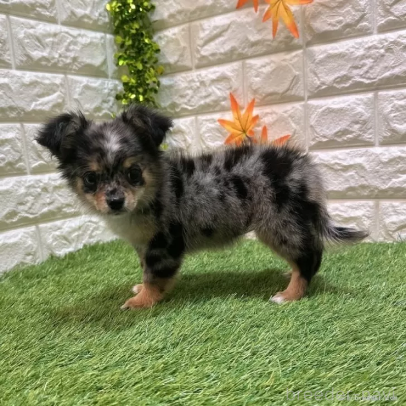 成約済の愛知県のチワワ(ロングコート)-410249の4枚目