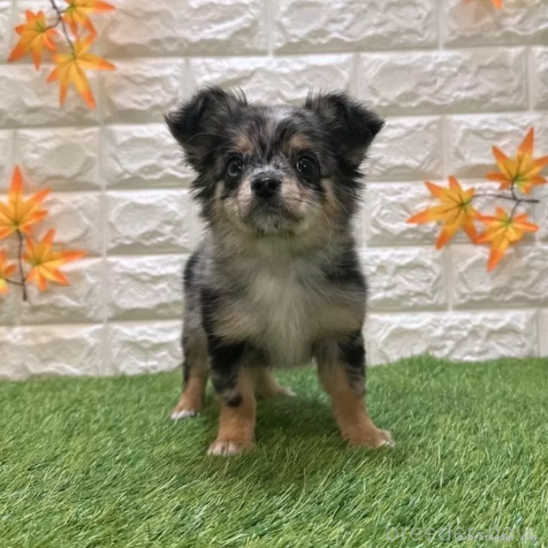 成約済の愛知県のチワワ(ロングコート)-410249の3枚目