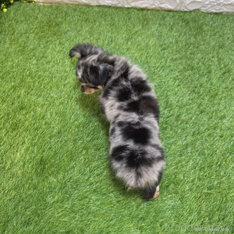 成約済の愛知県のチワワ(ロングコート)-410249の2枚目