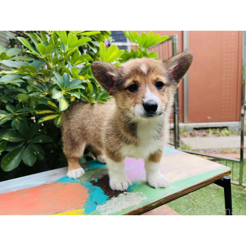 販売中の千葉県のミックス犬-418635