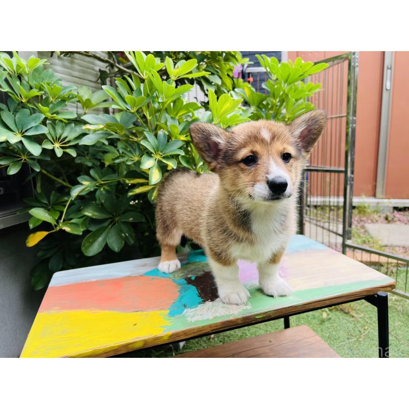 販売中の千葉県のミックス犬-418635の5枚目