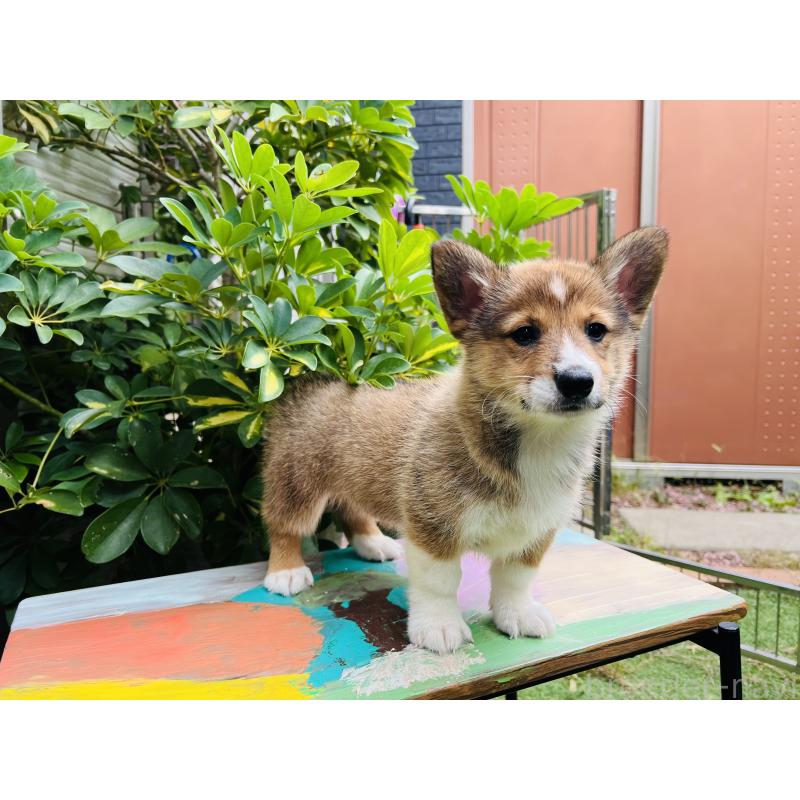 販売中の千葉県のミックス犬-418635の4枚目