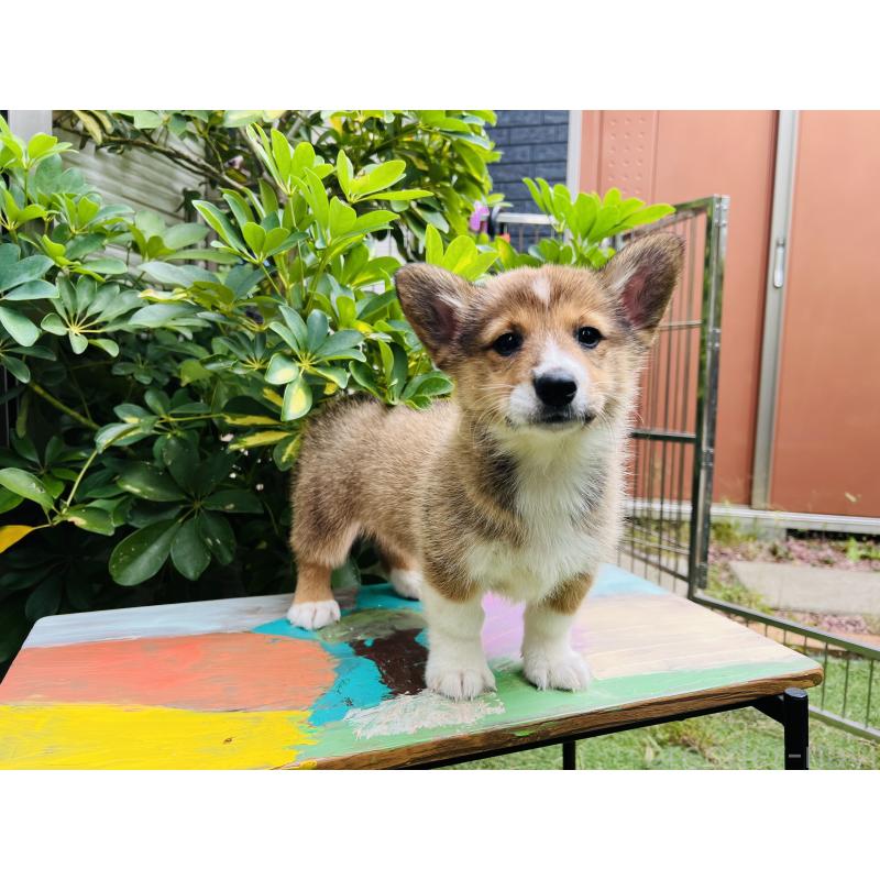 販売中の千葉県のミックス犬-418635の3枚目