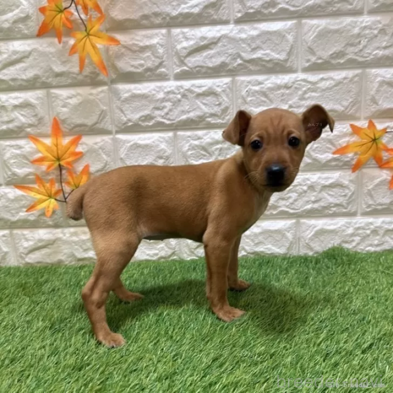 販売中の愛知県のミニチュアピンシャー(ミニピン)-417632の5枚目