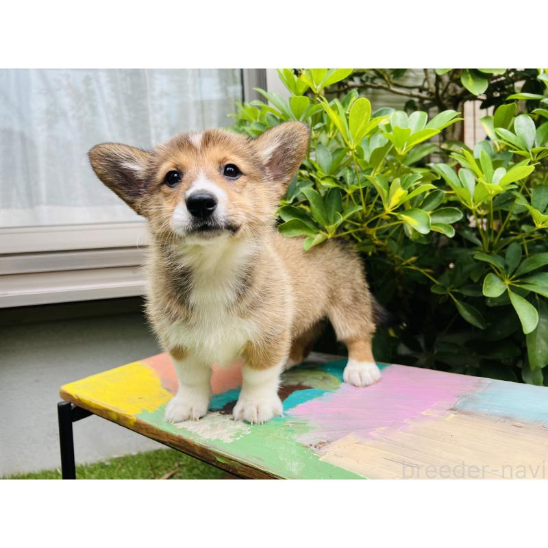 販売中の千葉県のミックス犬-418635の2枚目