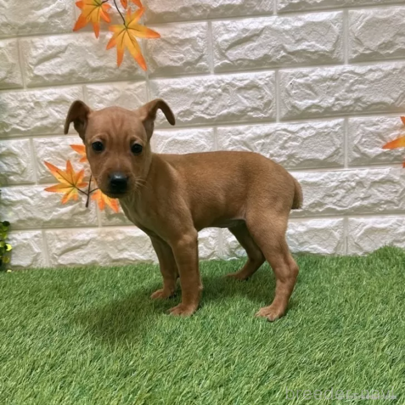 販売中の愛知県のミニチュアピンシャー(ミニピン)-417632の4枚目