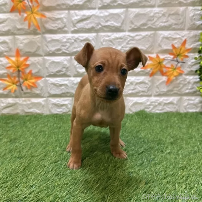 販売中の愛知県のミニチュアピンシャー(ミニピン)-417632の3枚目