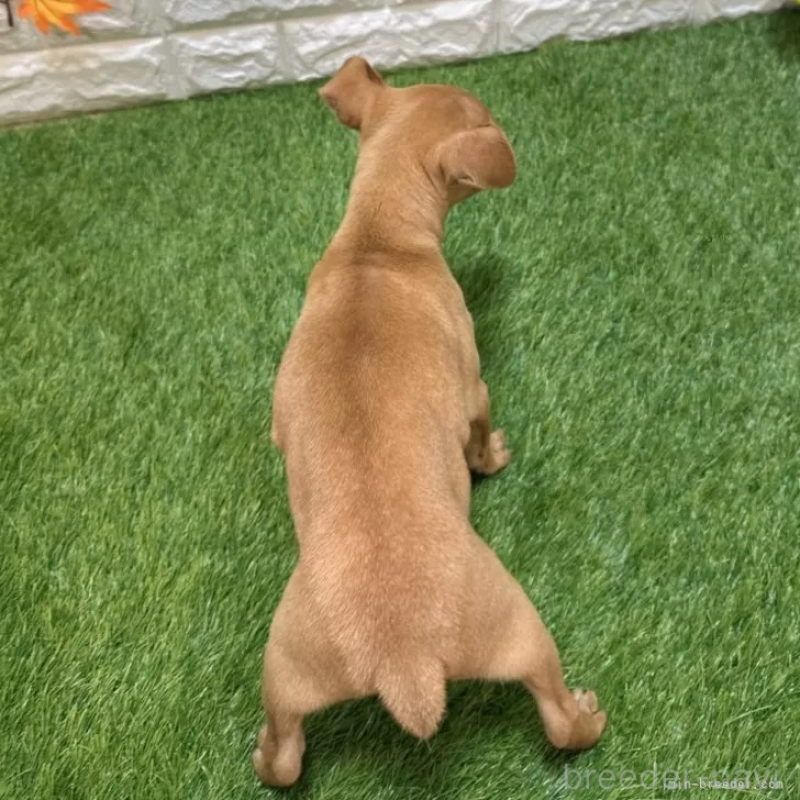 販売中の愛知県のミニチュアピンシャー(ミニピン)-417632の2枚目