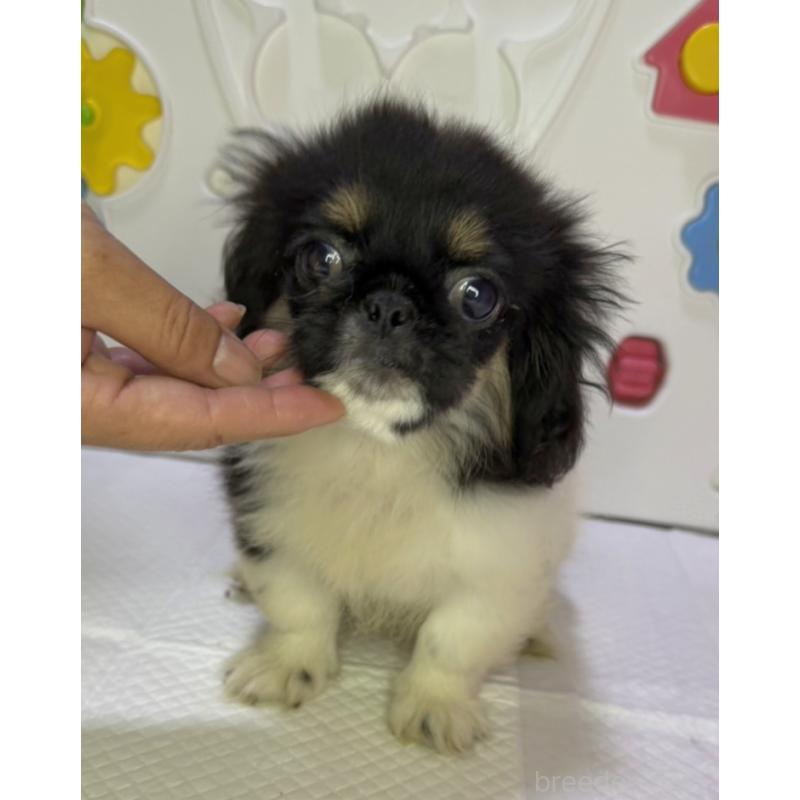 販売中の岩手県のペキニーズ-418295