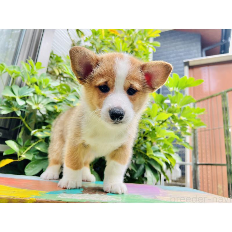 販売中の千葉県のミックス犬-418634