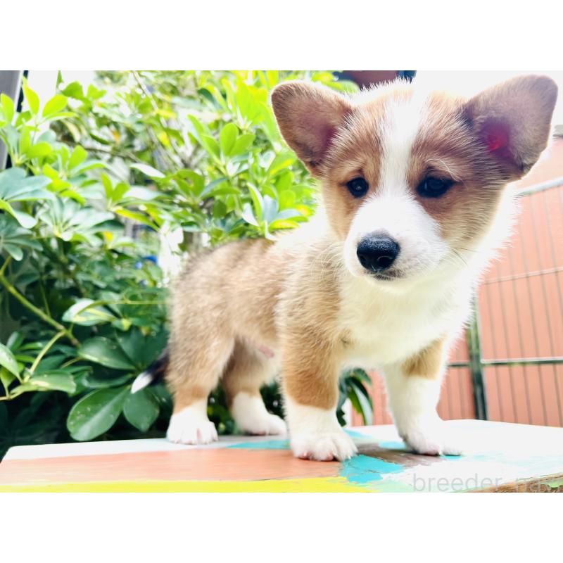 成約済の千葉県のミックス犬-418634の7枚目