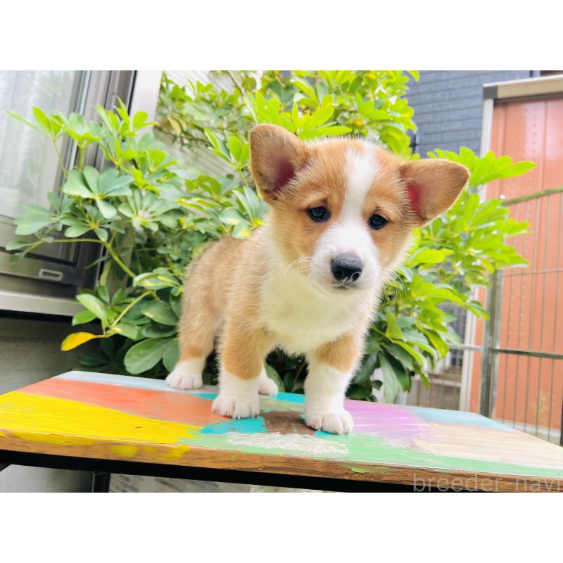 成約済の千葉県のミックス犬-418634の6枚目