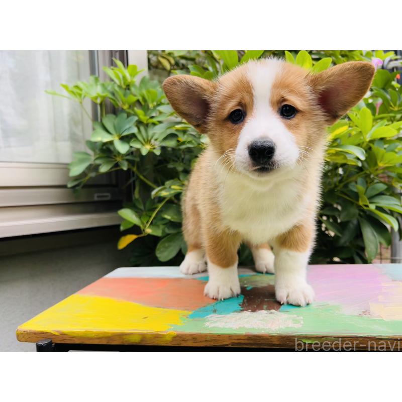 成約済の千葉県のミックス犬-418634の5枚目