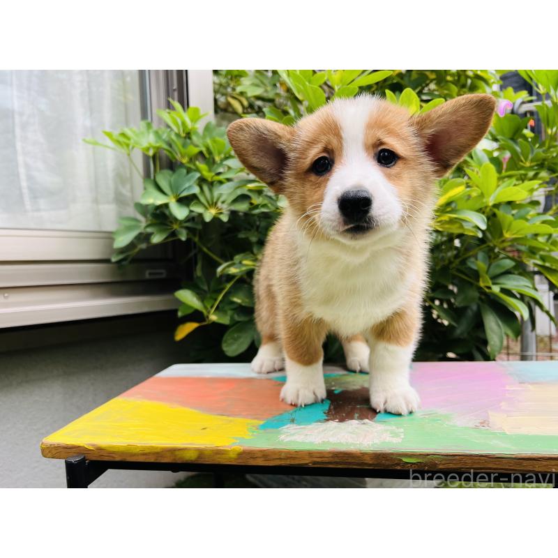 成約済の千葉県のミックス犬-418634の4枚目