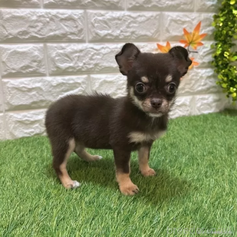 販売中の愛知県のチワワ(スムースコート)-410252の5枚目