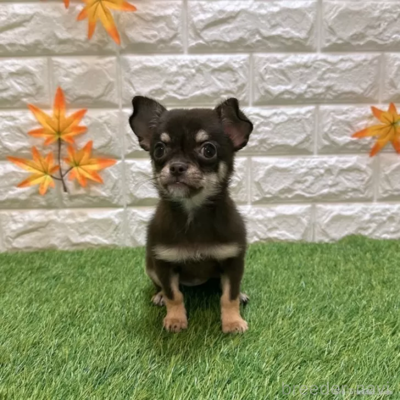 販売中の愛知県のチワワ(スムースコート)-410252の3枚目