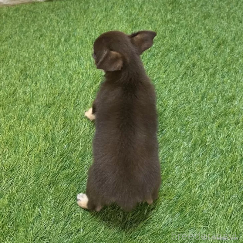 販売中の愛知県のチワワ(スムースコート)-410252の2枚目