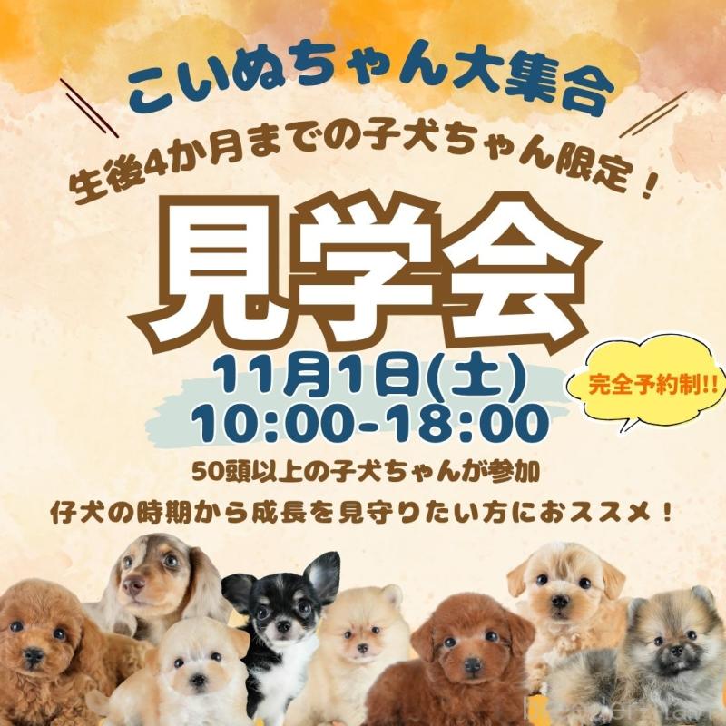 販売中の埼玉県のマルチーズ-413788の8枚目