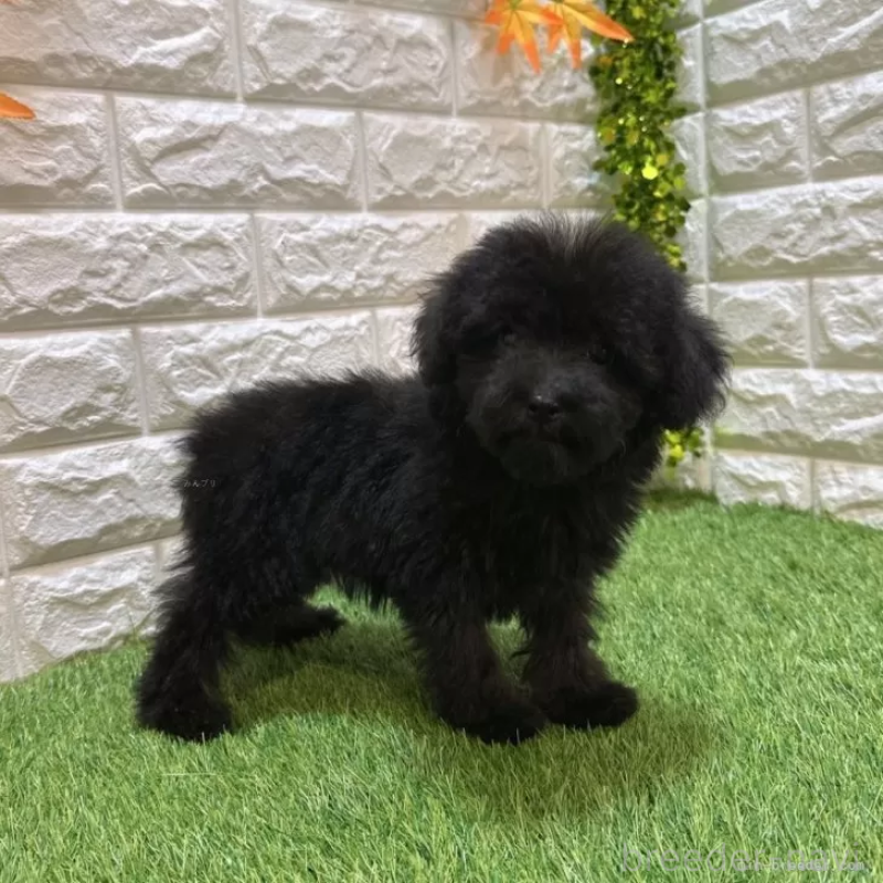 販売中の愛知県のトイプードル-414846の5枚目