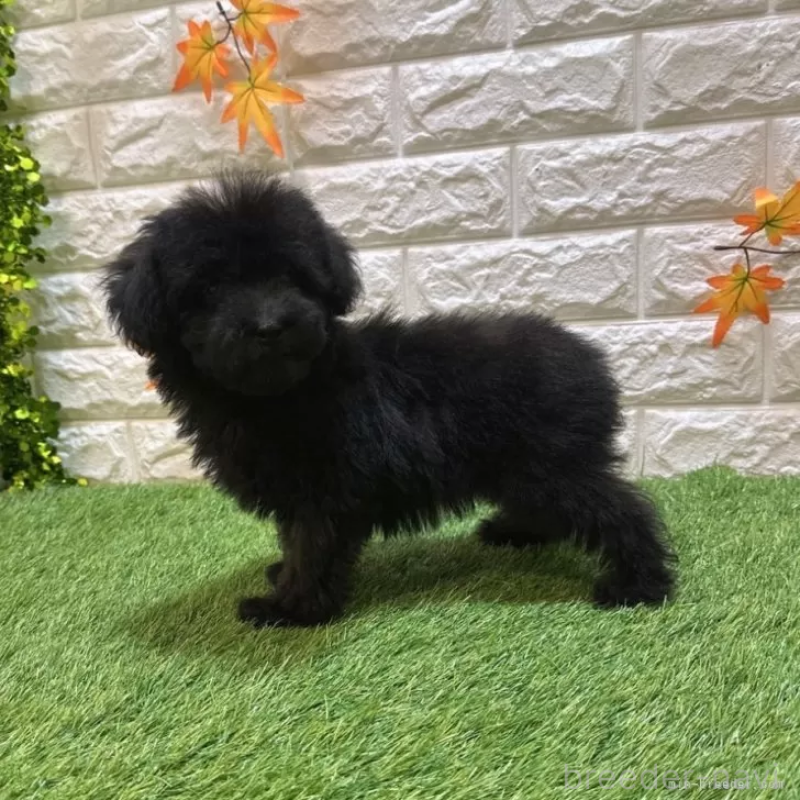 販売中の愛知県のトイプードル-414846の4枚目