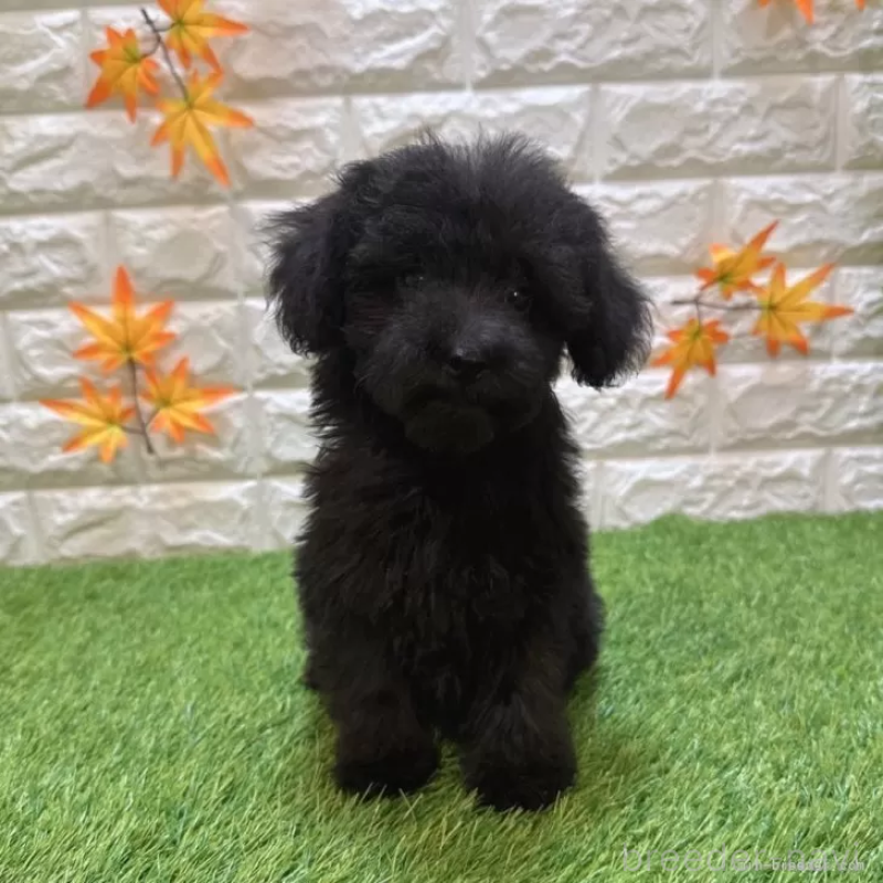 販売中の愛知県のトイプードル-414846の3枚目