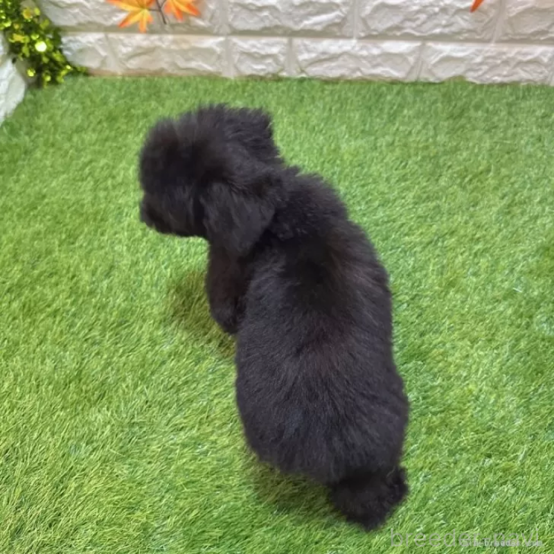 販売中の愛知県のトイプードル-414846の2枚目