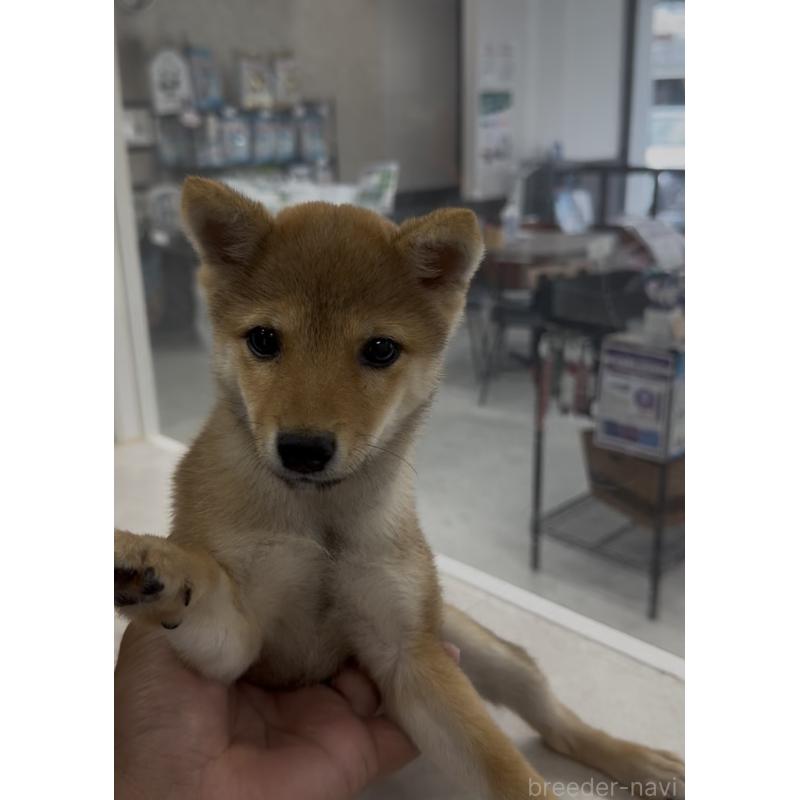 成約済の福岡県の豆柴-417044の2枚目