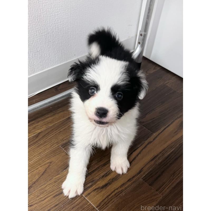 成約済の東京都のボーダーコリー-420726の2枚目