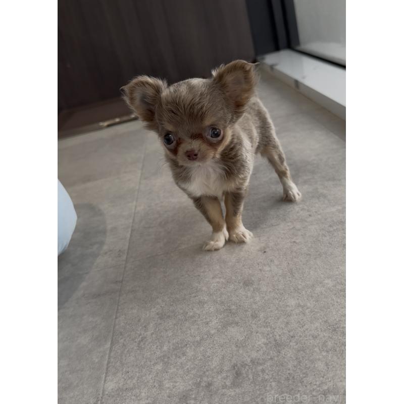 成約済の福岡県のチワワ(ロングコート)-418640の3枚目