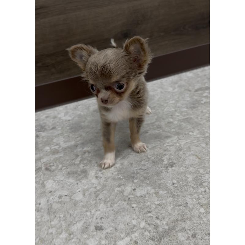 成約済の福岡県のチワワ(ロングコート)-418640の2枚目