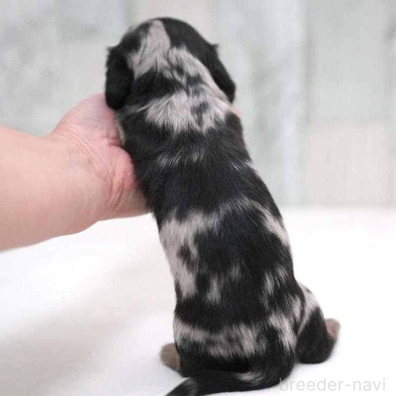販売中の埼玉県のカニンヘンダックスフンド(ロングヘアード)-421227の2枚目