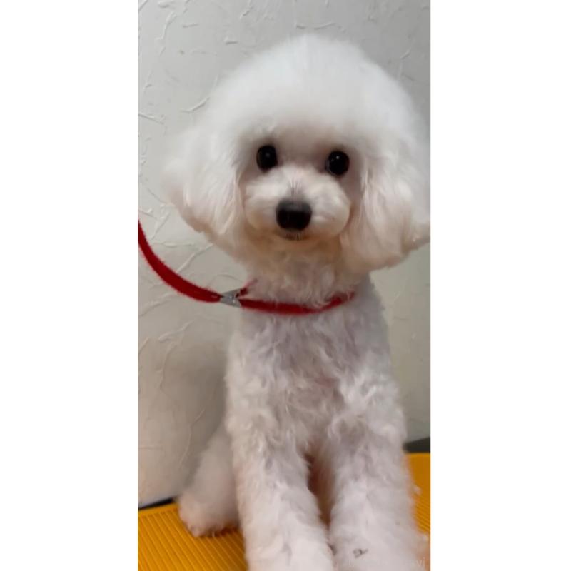 販売中の愛知県のタイニープードル-331680の5枚目